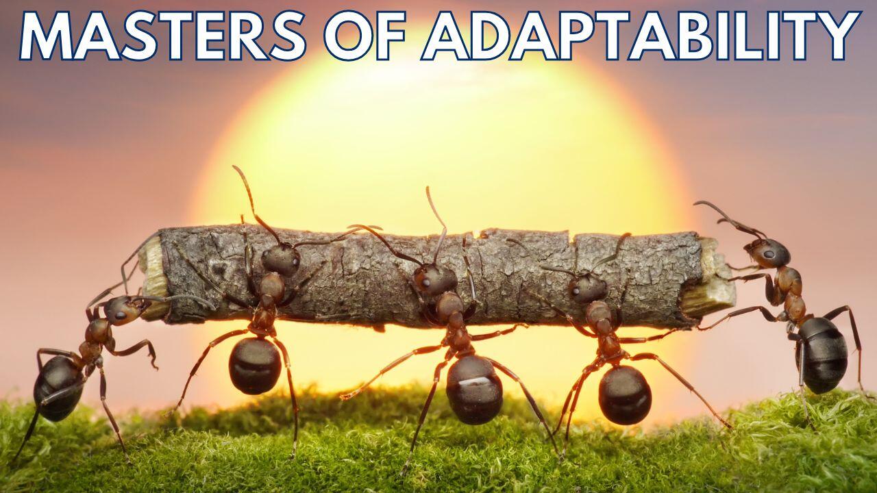 MASTERS OF ADAPTABILITY