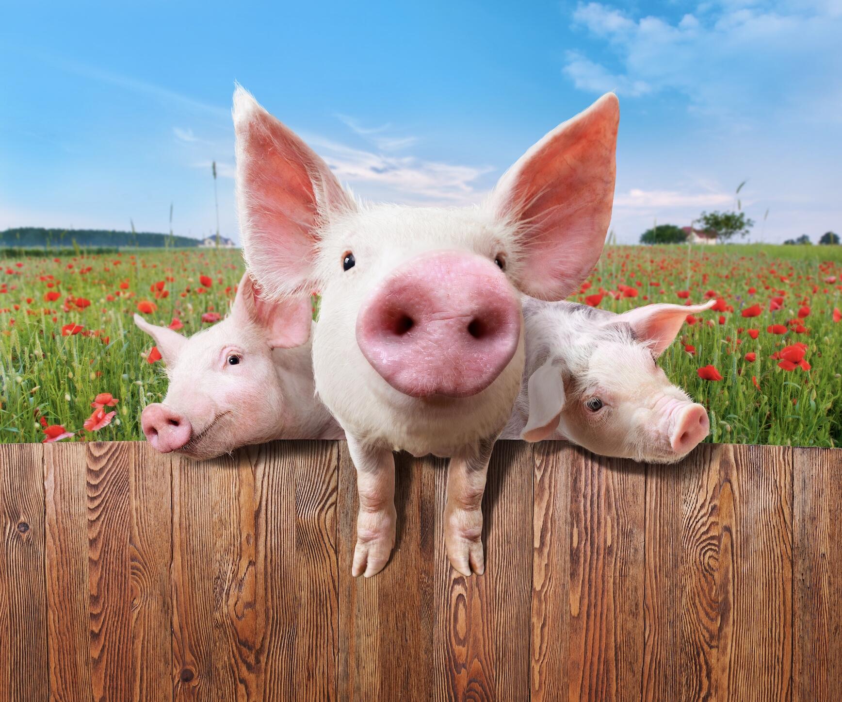 KOSHER PORK AND THE MESSIAH'S ARRIVAL