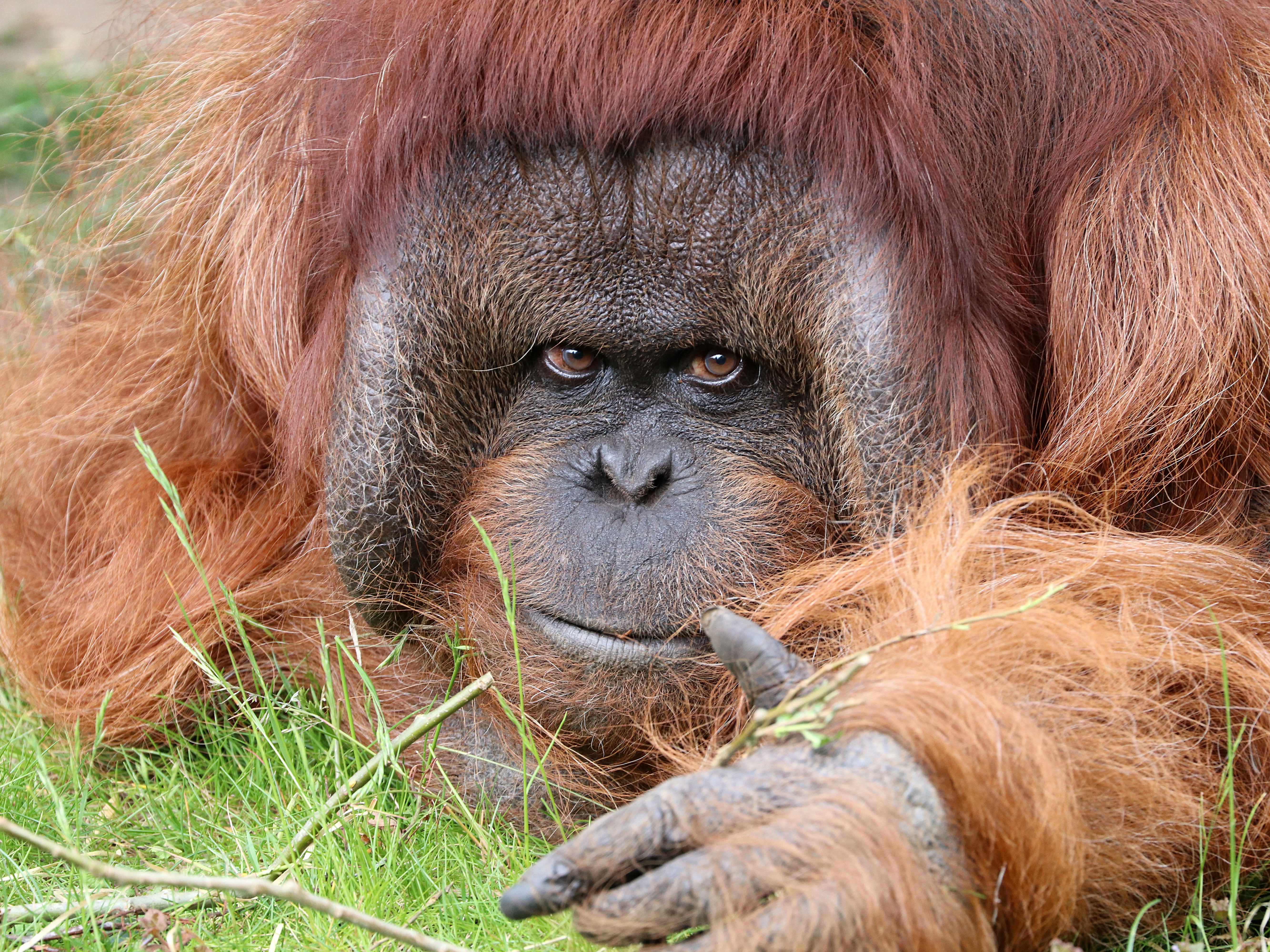 ROCKY THE 'TALKING' ORANGUTAN