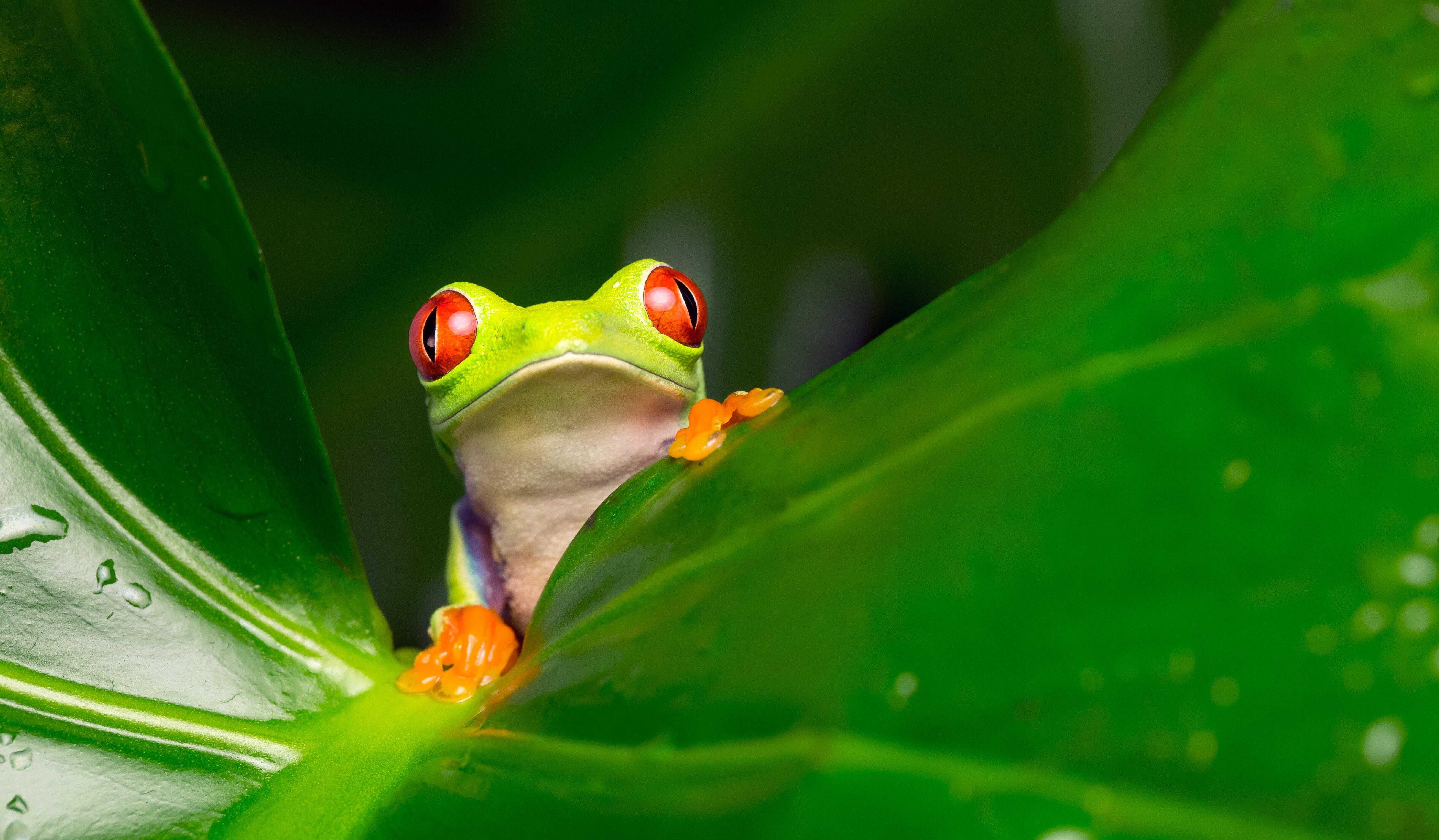 THE FROG THAT TURNED INTO FROGS