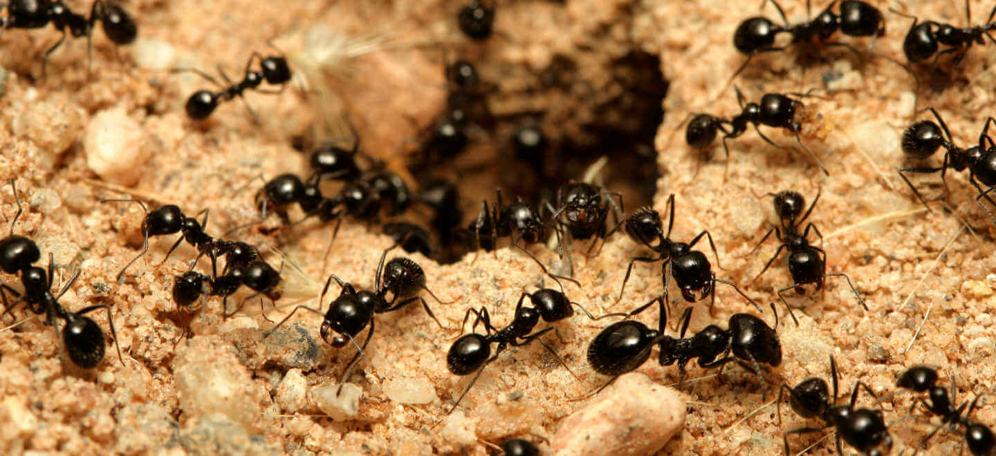 THE TRUTH ABOUT INDUSTRIOUS ANTS