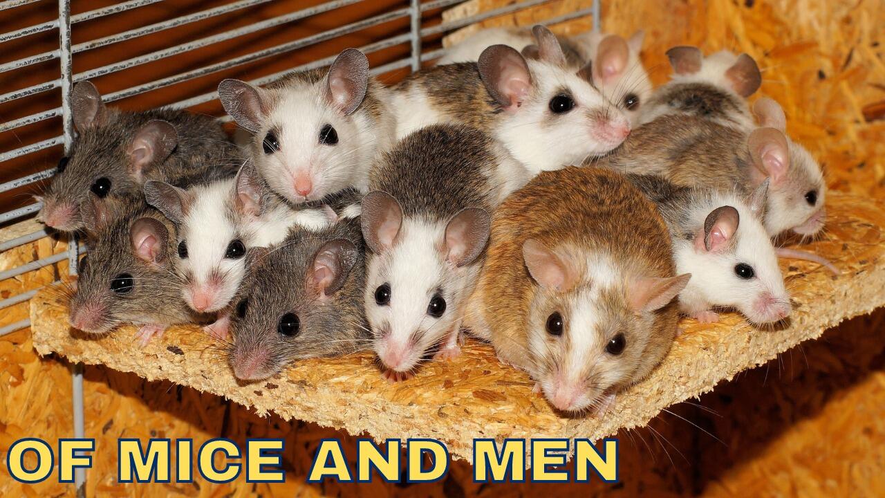 OF MICE AND MEN