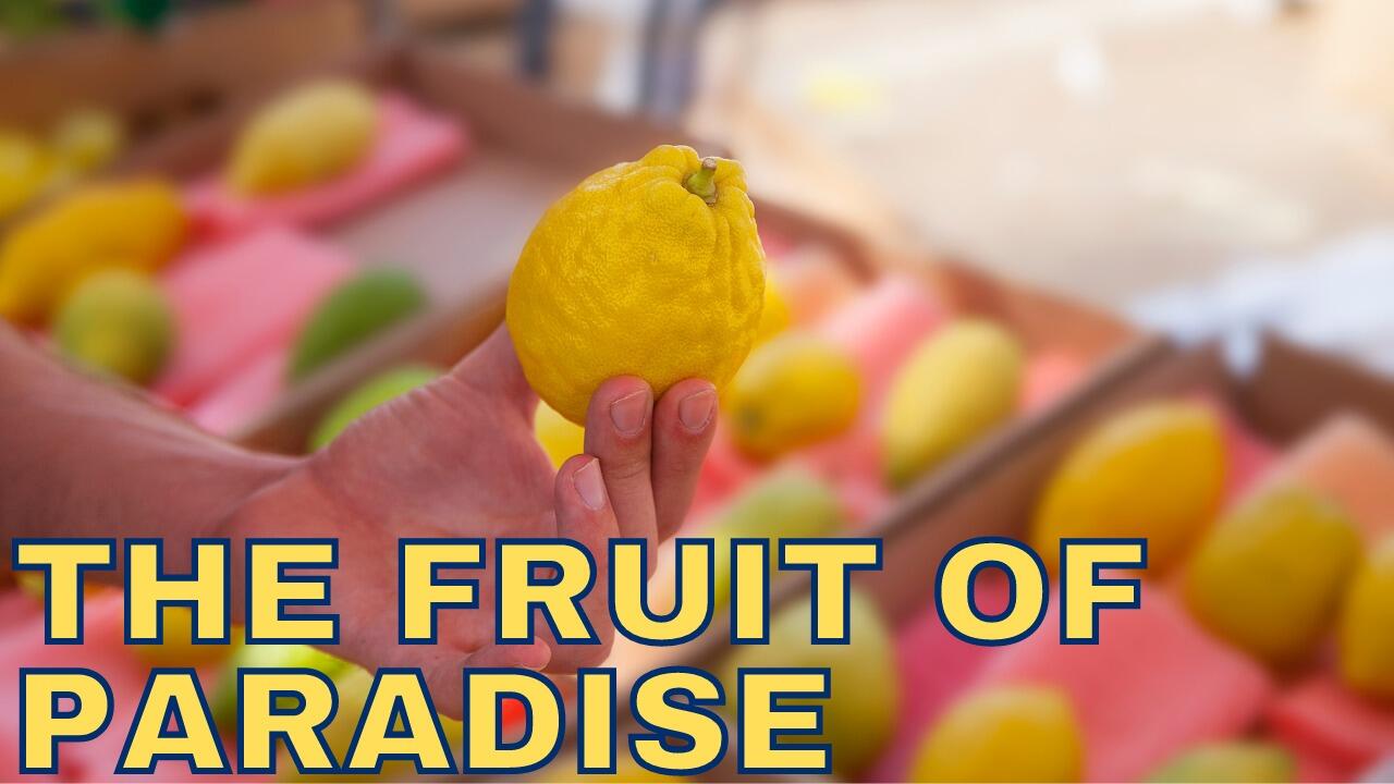 THE FRUIT OF PARADISE
